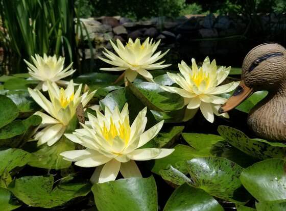 Trickling Waters Retreat allows check-in for 18 year-old guests