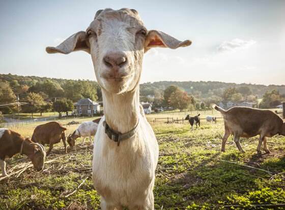 Frush Farm Bed & Breakfast allows check-in for 18 year-old guests